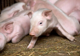 Cerdito pequeño