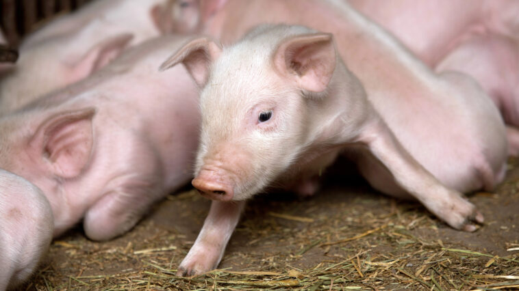 Cerdito pequeño