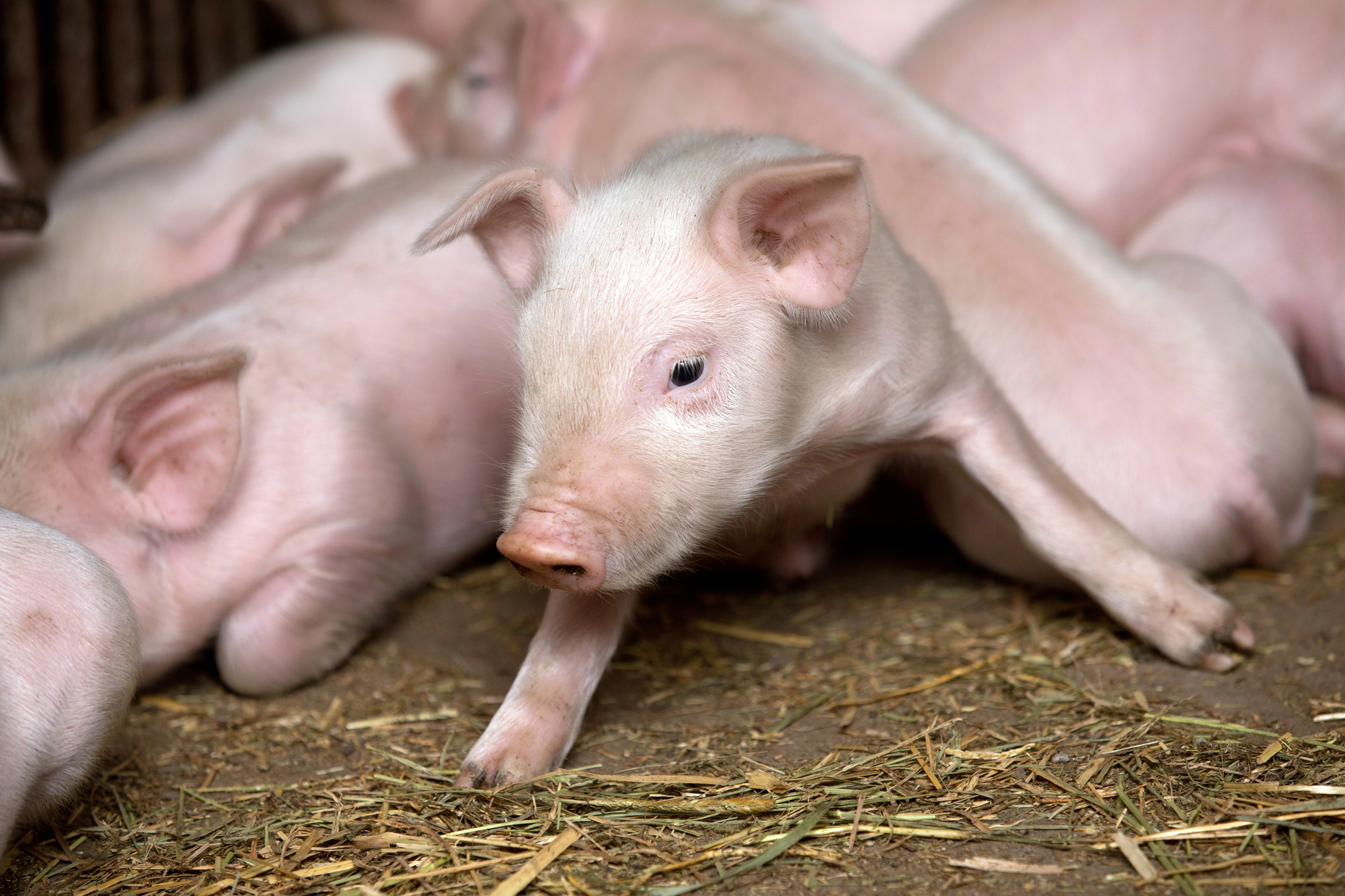 Cerdito pequeño