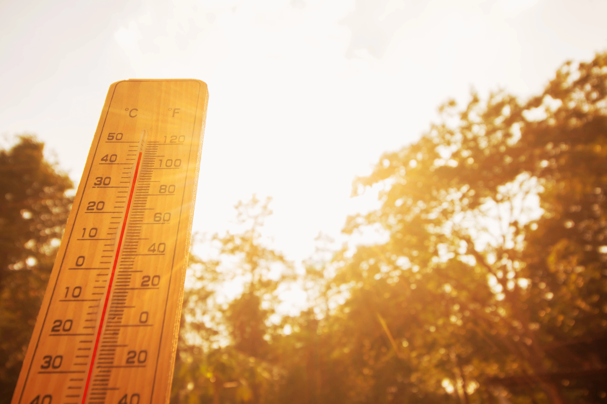 Ola de calor