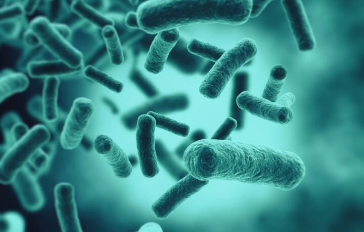 Bacterias