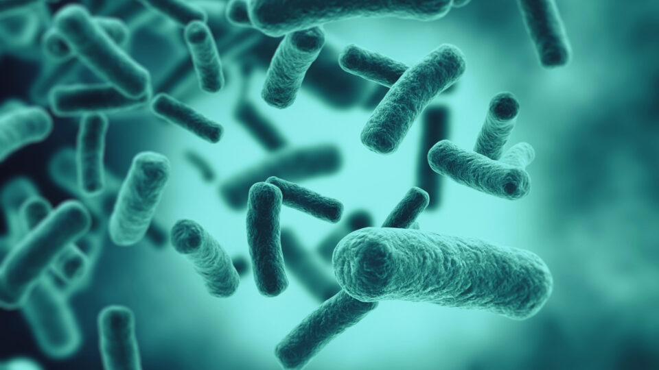 Bacterias